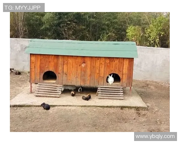 兔子与足球明星的奇妙联系揭示了运动与文化的深厚渊源